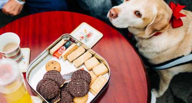 Veteran's Service Dog and biscuits