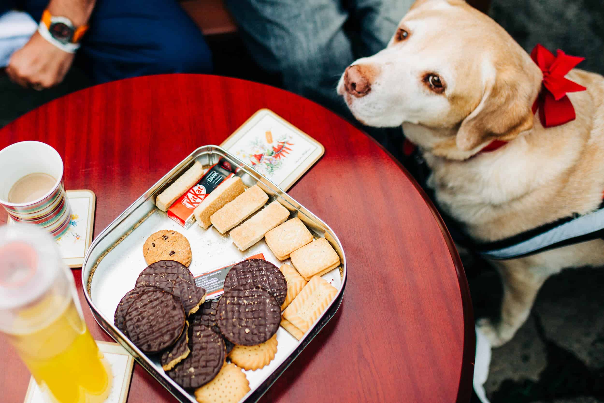 Veteran's Service Dog and biscuits