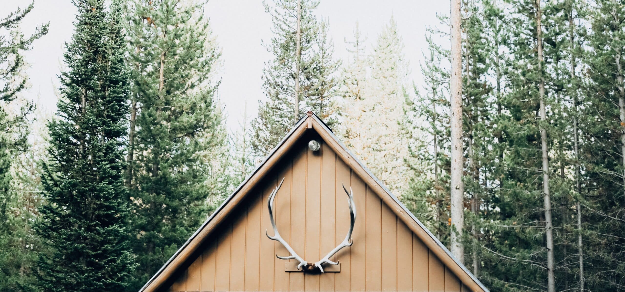 Cabin roof in the woods