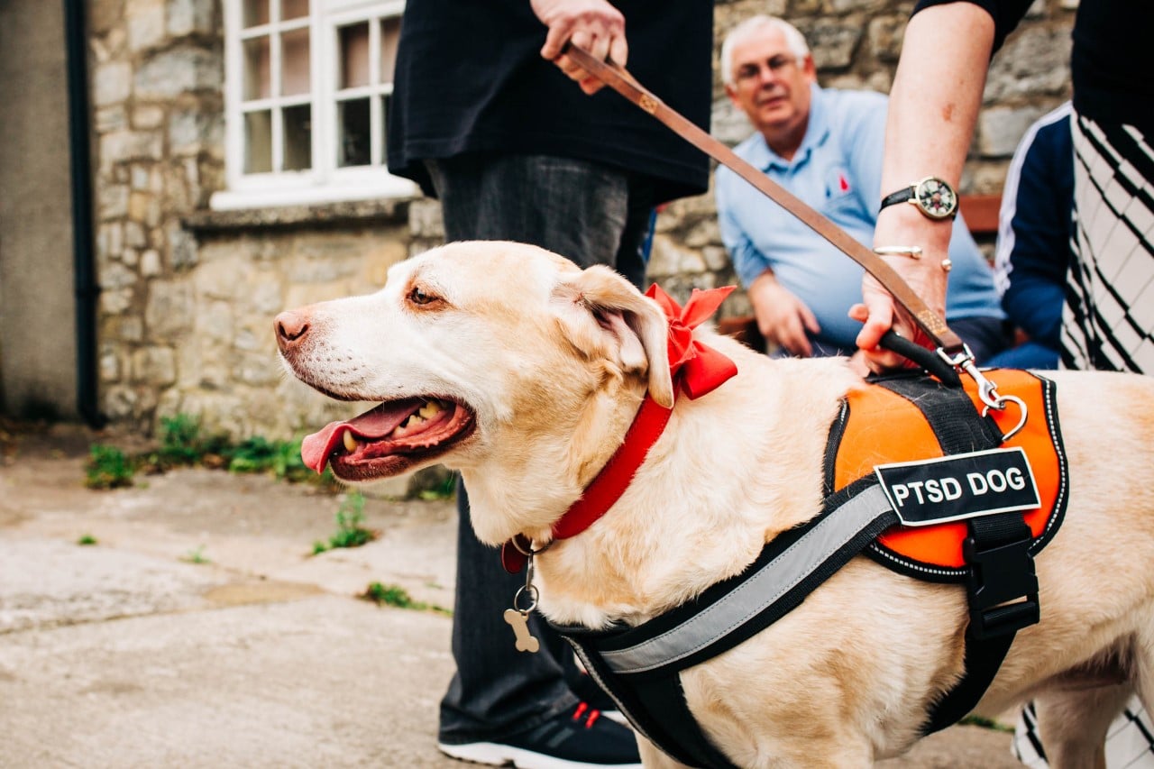 Veteran's PTSD Service Dog