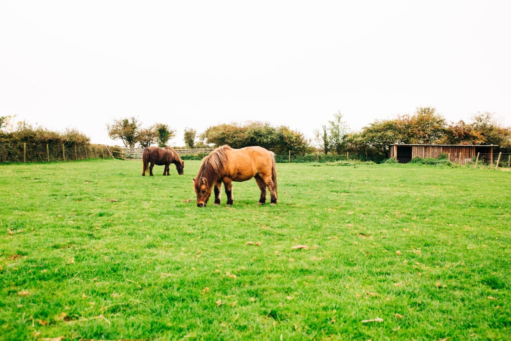 Amelia Trust ponies